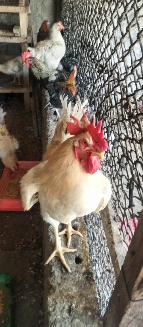 POULET GOLIATH