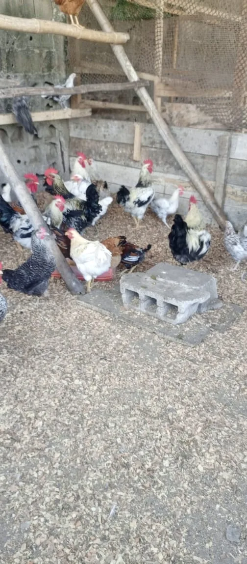 POULETS BIO