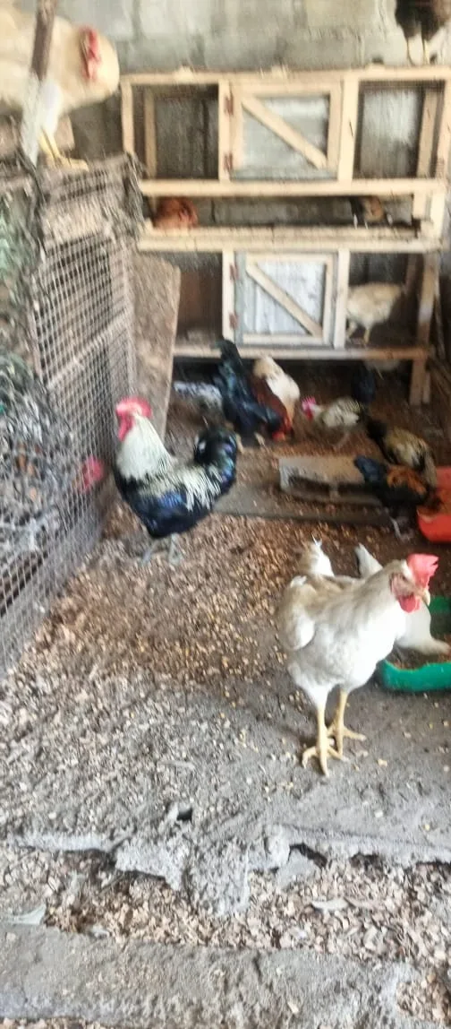 VENTE DE POULETS GOLIATHS