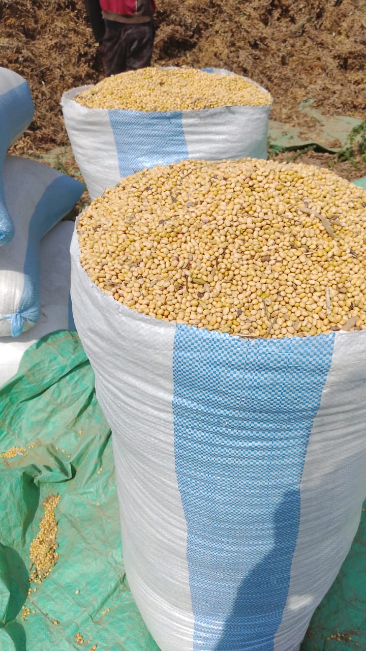 Stock de graines de soja blanc disponible