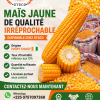 Maïs jaune bien Sec faible taux d&rsquo;humidité disponible chez GTSCO